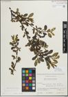 Foto von Salix myrsinifolia Salisb.